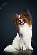 Papillon breed dog on a dark-blue background