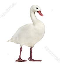 Waterfowl syanding, isolated
