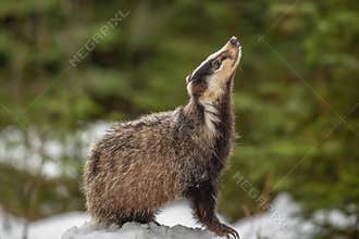 Badger running in snow europe czech republic.