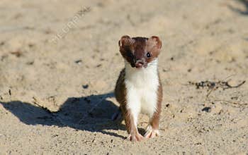 Ermine stoat Mustela erminea