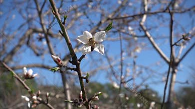 Bee on almond tree flower slow motion