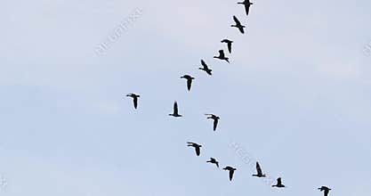 Many Geese Flying