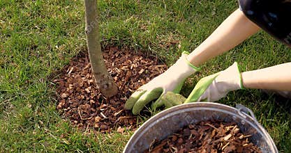 Mulching around a tree with pine bark mulch