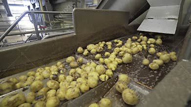 Vegetables potatoes on a sorting belt in a large factory conveyor the harvest