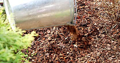 Mulching garden plant bed with pine tree bark mulch