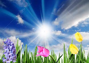 Happy spring morning
