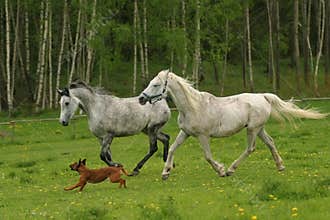 Running Arabian horses and dog, Shagya arab