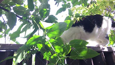 Curious Tuxedo Cat Bemused By Vine In His Path