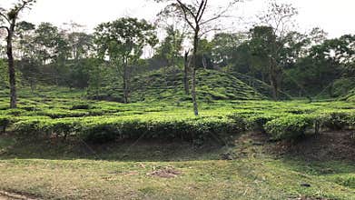 Tea garden in Sylhet of Bangladesh