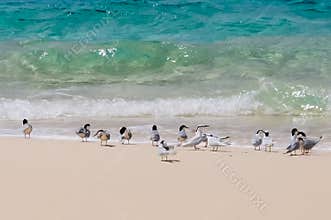 Birds in Palawan, Philippines