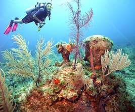 A Colorful Coral Reef off San Salvador Island, Bahamas