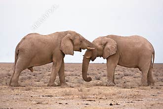 Elephants in love