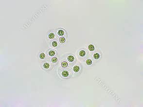 Gloeocapsa sp algae under microscopic view