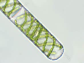 Spirogyra sp. algae under microscopic view x40 - Chlorophyta
