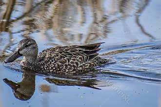 Female Blue-Winged Teal Duck Swimming