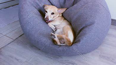 A dog with a siesta is resting in a bean bag chair on its back. Small cute tired Chihuahua dog resting on sofa. Feeling tired or b