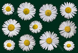 Daisy or moonflower or marguerite flower isolated on transparency.