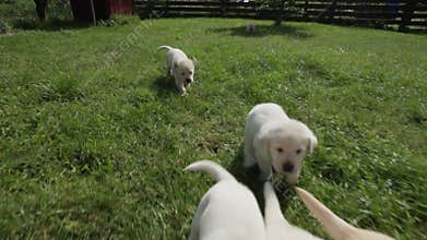 Hungry labrador puppies running to the feeding bowls