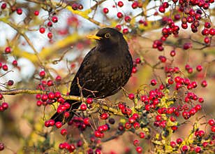 Blackbird (Turdus merula)