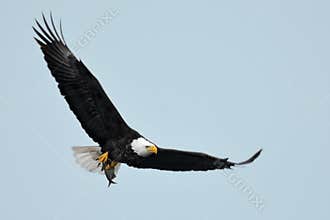 American eagle in flight