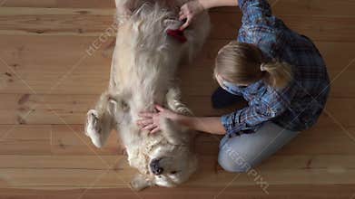 Pet care. woman is combing a large Golden Retriever dog with a metal grooming comb at home. top view