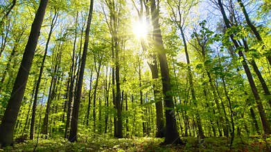 Scenic beech forest lit by warm rays of the spring sun