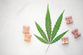 Dog treats and cannabis leaves - CBD and medical marijuana for pets concept, food delicacy for dogs and cats with green leaf of
