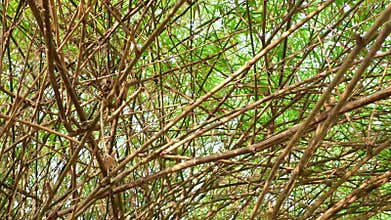 Overgrown branches of bamboo growth in the forest.