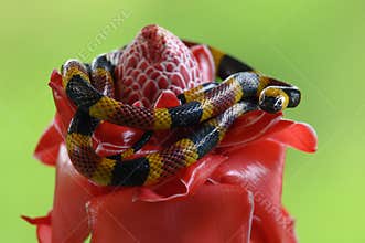 Costa Rican coral snake.