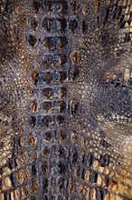 Crocodile skin, natural leatrer texture. Background for wallpaper