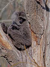 The silvery gibbon, Hylobates moloch