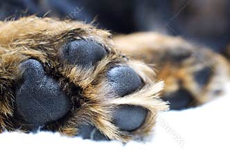 Dog paw
