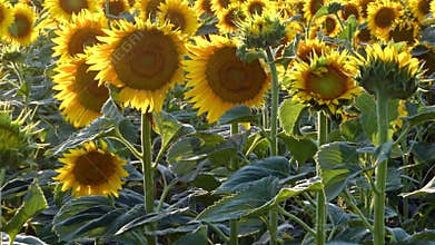 Field Of Sunflowers Wide Angle Summer Time