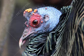 Closeup portrait of Ocellated turkey with gradient painter feathers