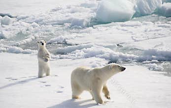 Polar bear and cub
