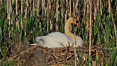 Mute swan (Cygnus olor)