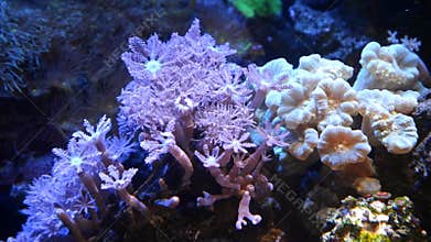 pulsing xenia, candy cane coral and star polyp frag symbiotic grow, hardy pet for beginner aquarist move in flow, nano reef marine