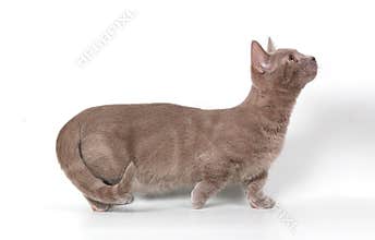 The kitten-munchkin