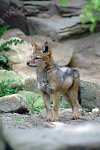 Young red fox