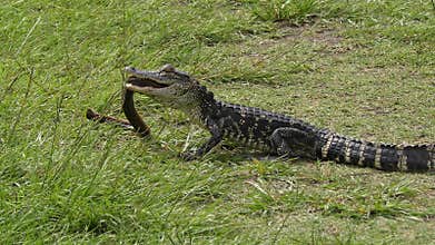 Small Alligator Feeds on Eel Fish .