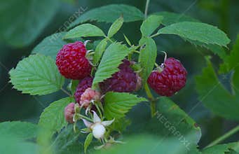 Ripened Red Raspberries on the vine - Rubus idaeus