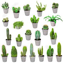 Set of indoor plants in pots - cactuses isolated on white
