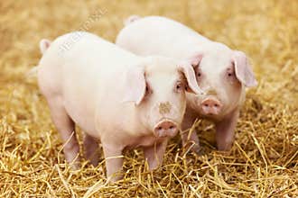 Young piglet on hay at pig farm