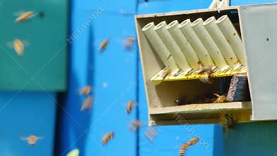 Bees flying in and out of blue beehive