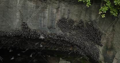 Fruit bat cave with ocean view in Bali