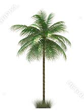 Palm tree