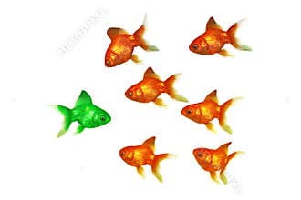 Gold fish
