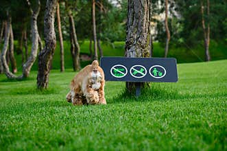 The dog walks in the park. No dog walking sign in the background