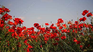 Field blossoming poppies. Poppy field. Close up of moving poppies.
