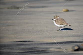 Small Shorebird